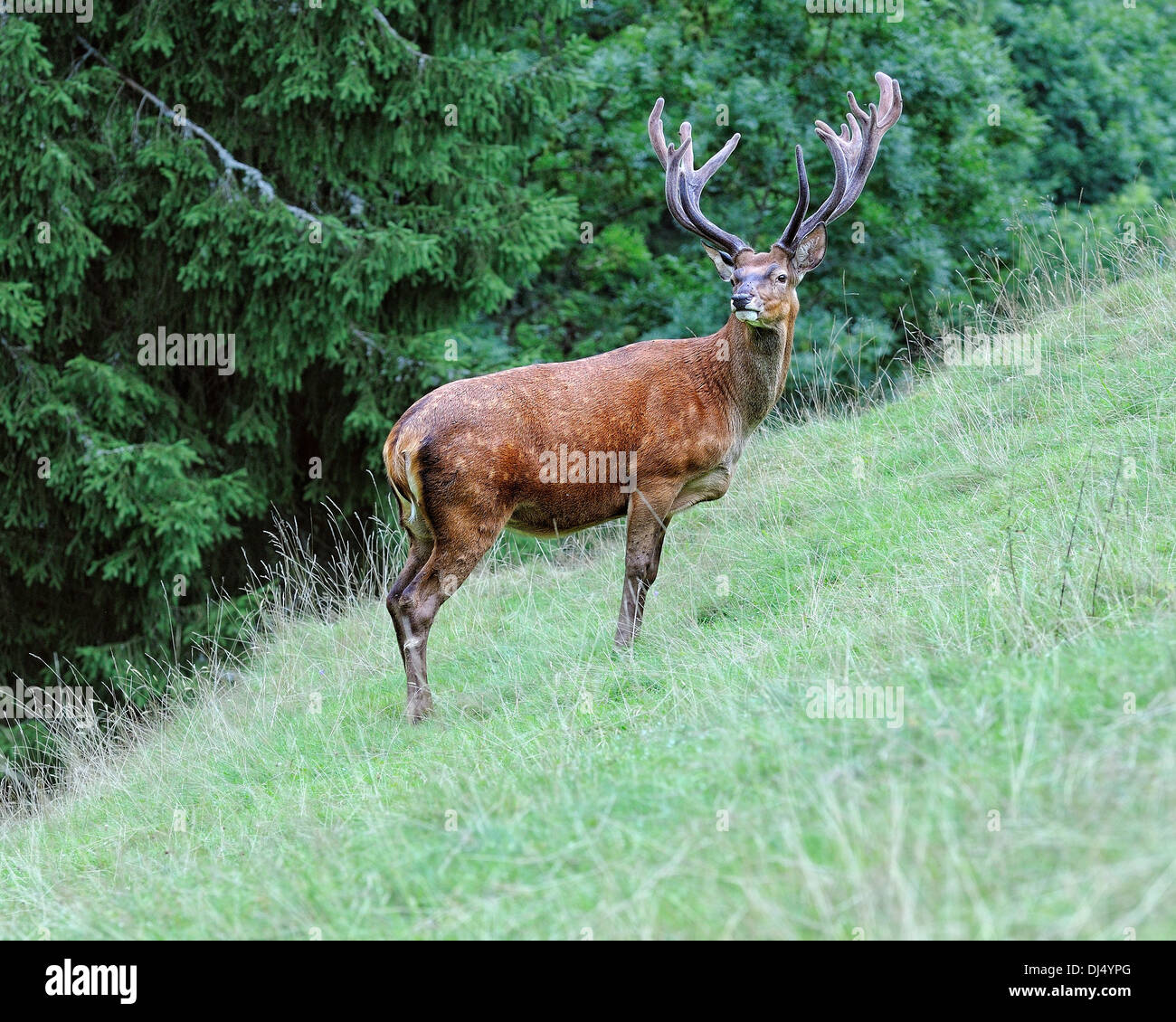 Red deer on the hillside Stock Photo