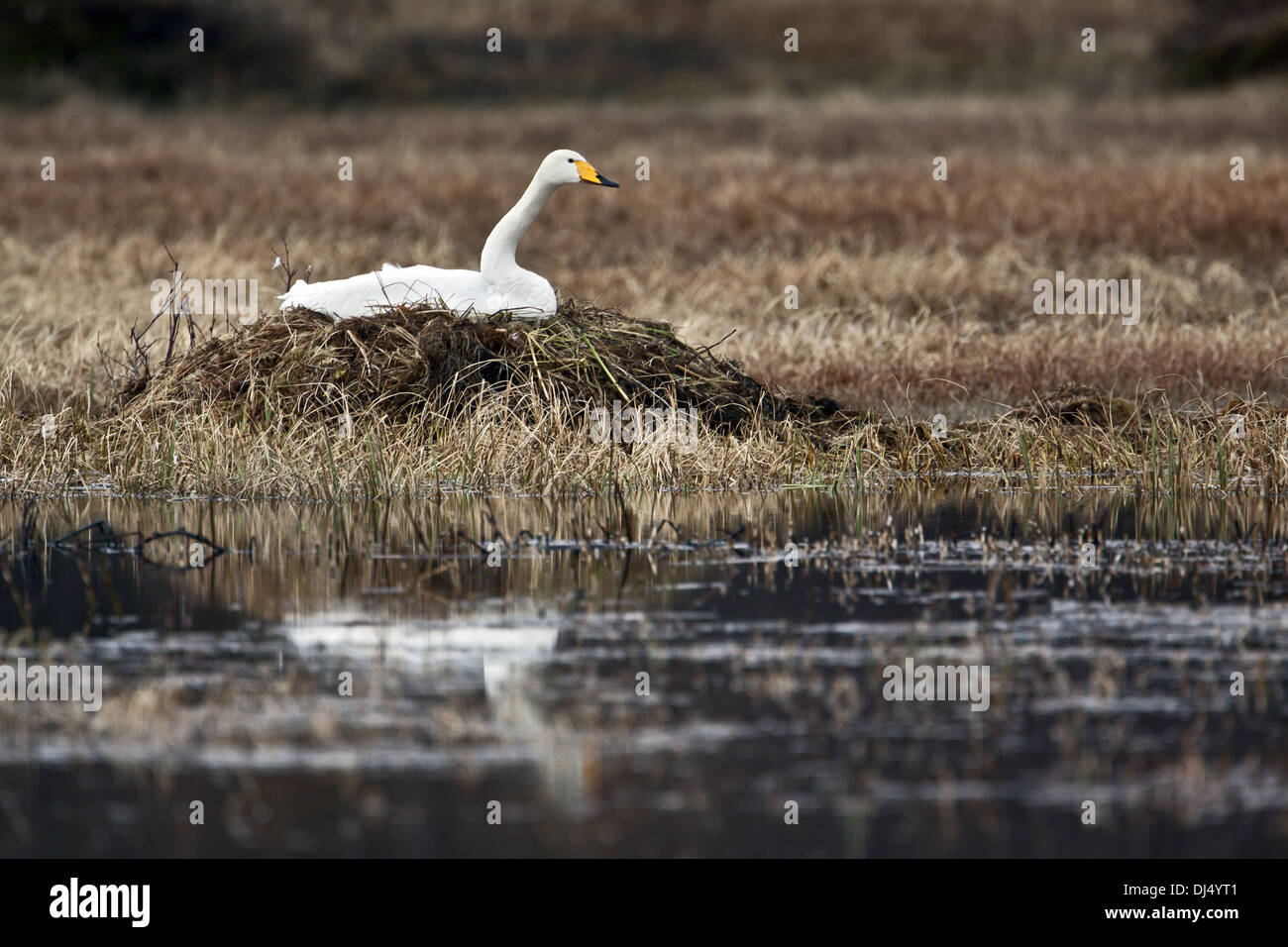 Nesting Whooper Swan Stock Photo
