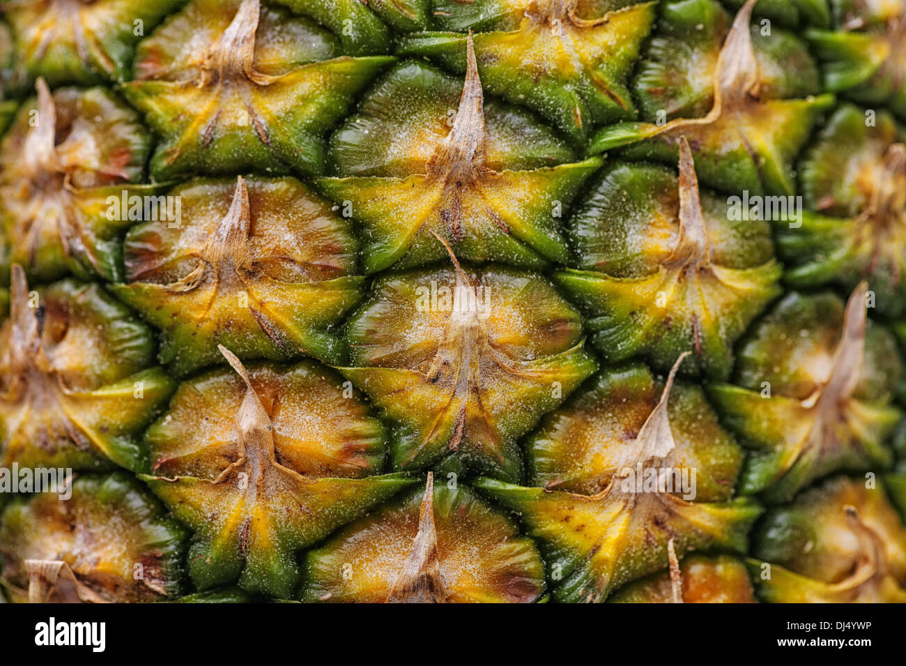 pineapple shell Stock Photo