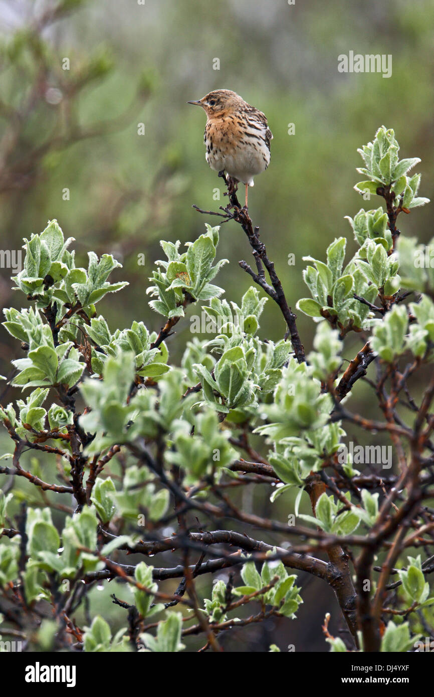 Redthroated Pipit, Anthus cervinus Stock Photo Alamy