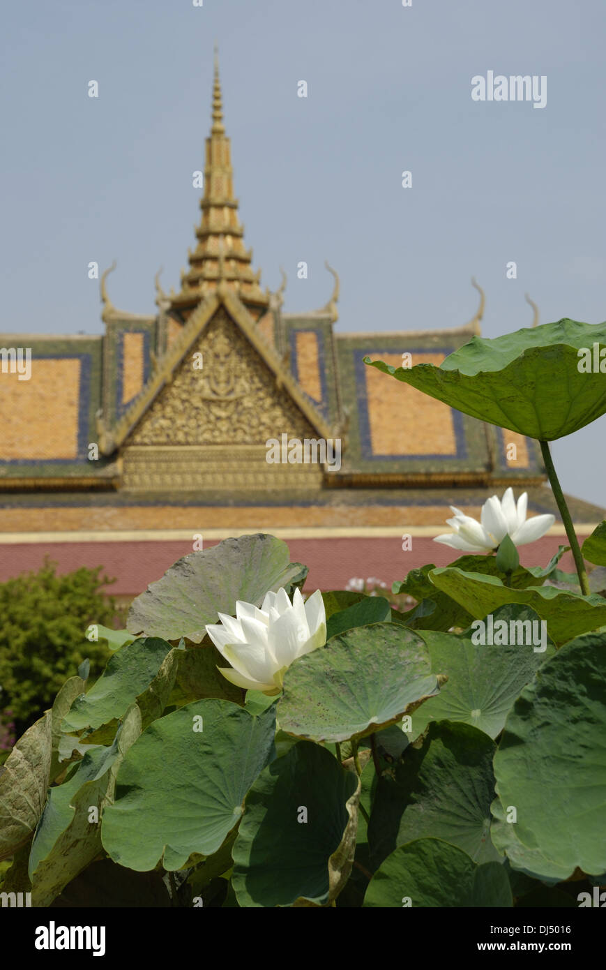 Lotus at the Royal Palace in Phnom Penh Stock Photo Alamy