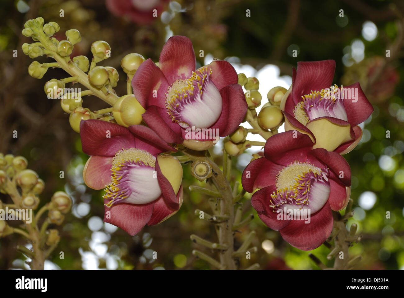 Shorea robusta in Phnom Penh Stock Photo