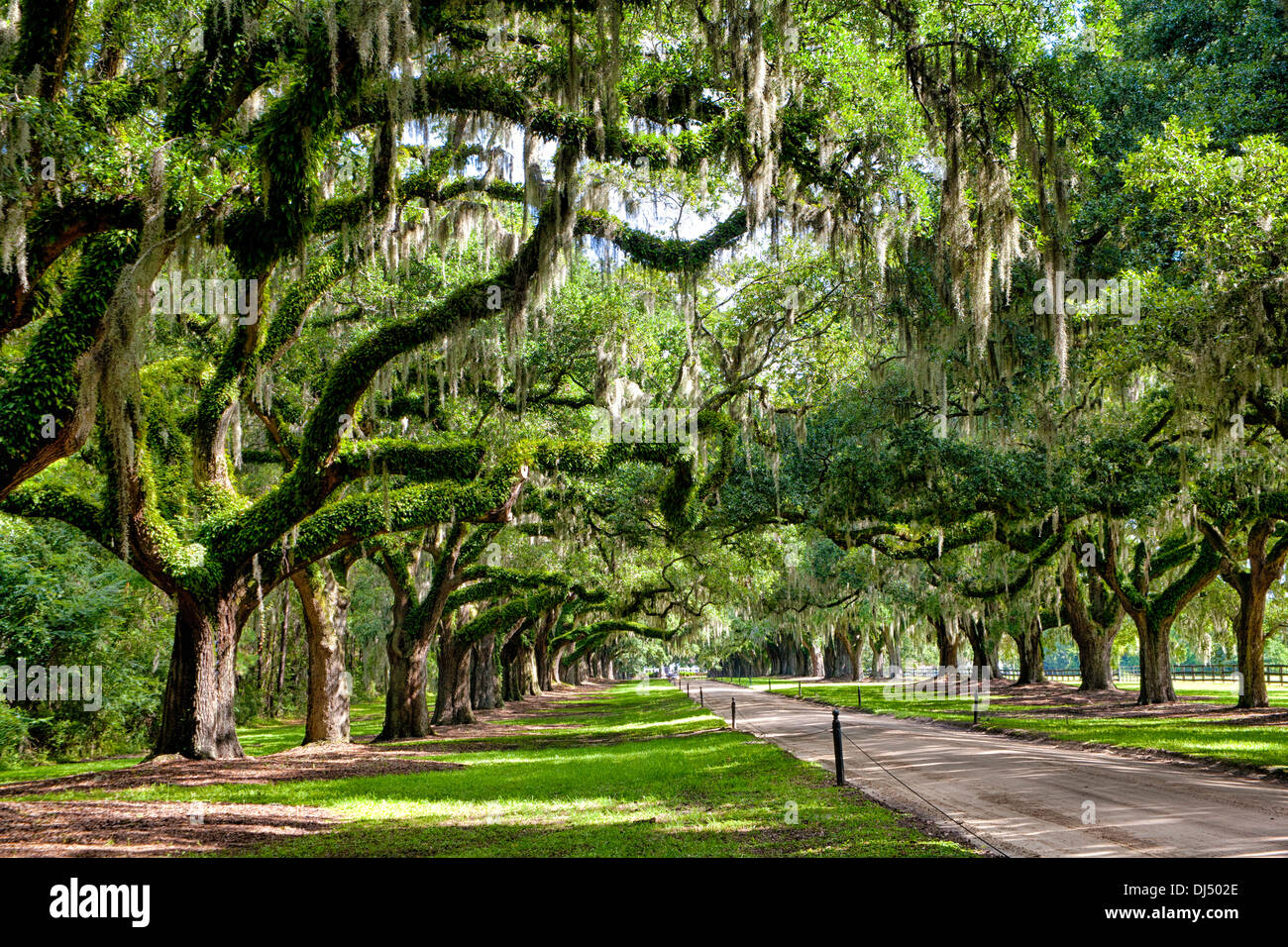 Avenue of Oaks at Boone Hall Plantation in Charleston, South Carolina Stock Photo
