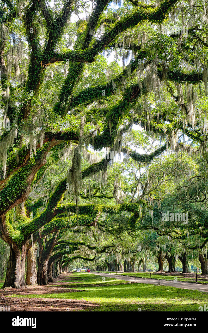 Live oak trees at Boone Hall Plantation in Charleston, South Carolina Stock Photo