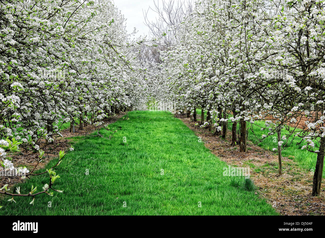 Flowering fruit trees Stock Photo Alamy