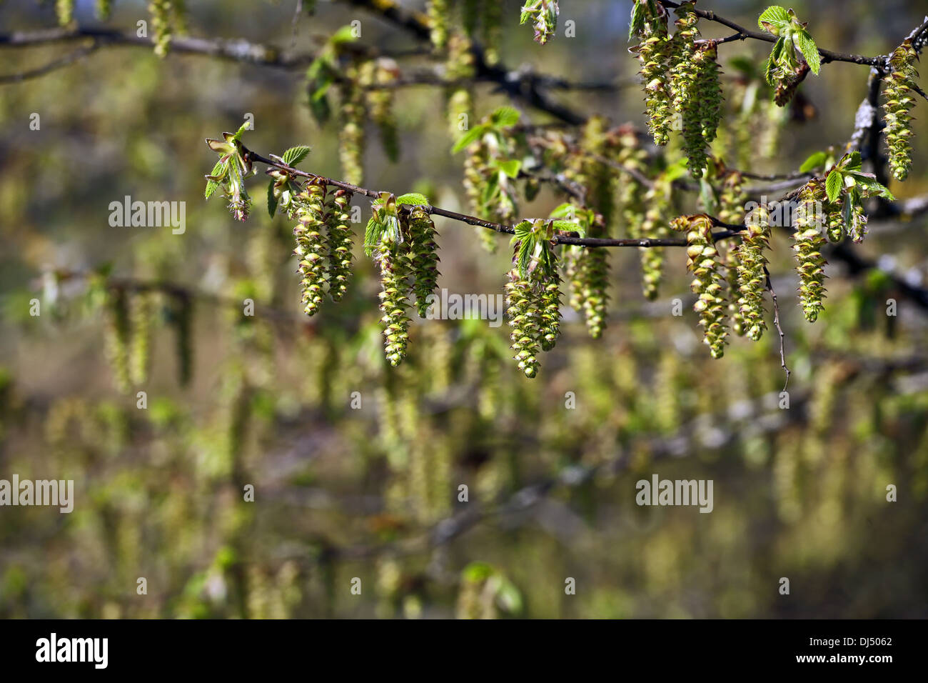 Hornbeam, Carpinus betulus, inflorescence Stock Photo