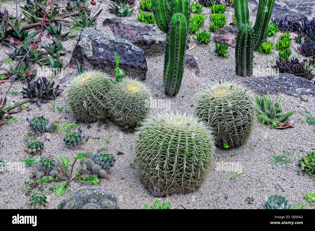 Verschiedene kaktusse hi-res stock photography and images - Alamy