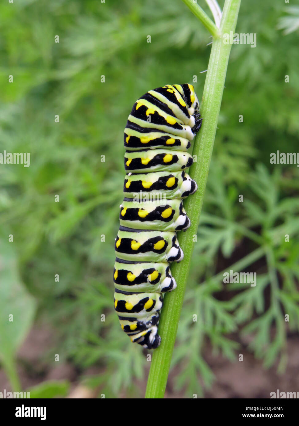 insect caterpillar butterfly tiger swallowtail eating carrot greens