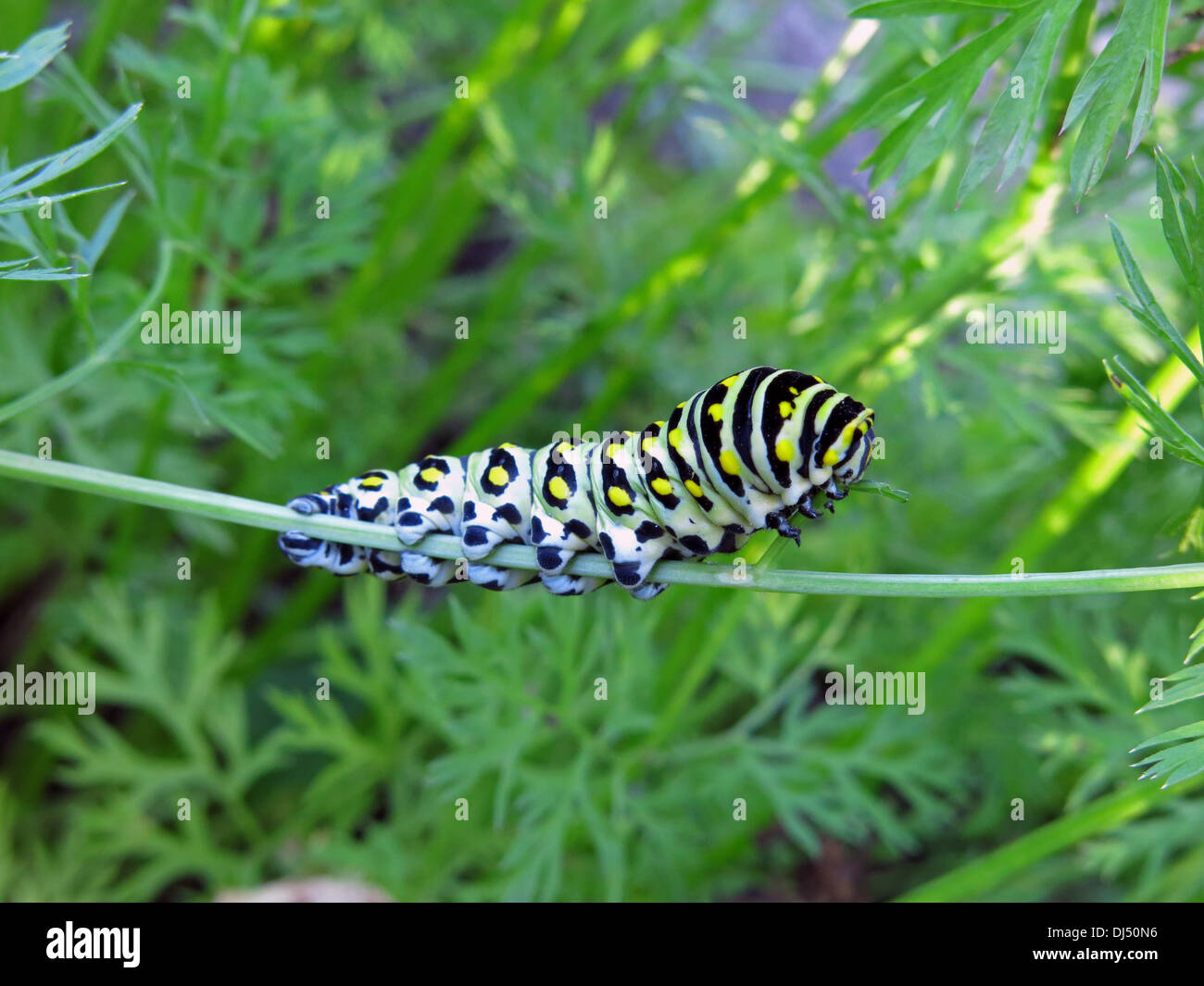 insect caterpillar butterfly tiger swallowtail eating carrot greens Stock Photo