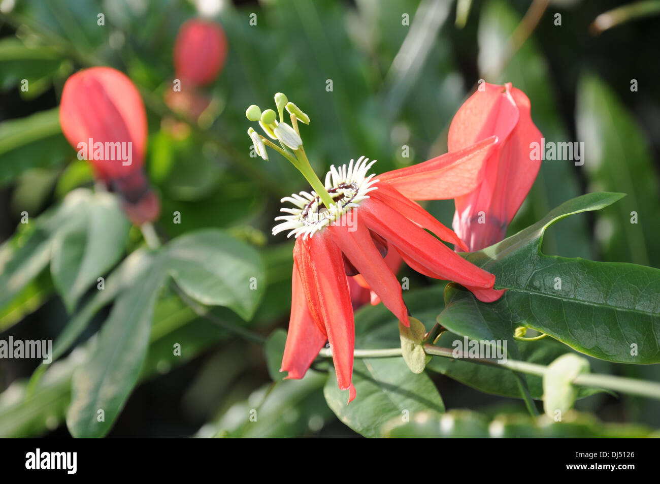 Red Wild Passion Flower Stock Photo