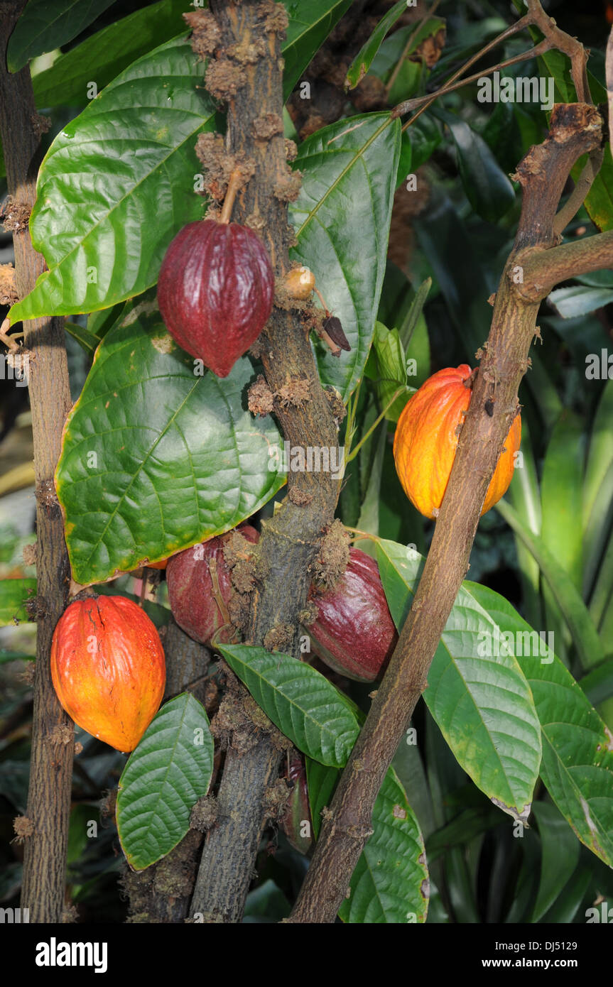 Cacao Tree Stock Photo
