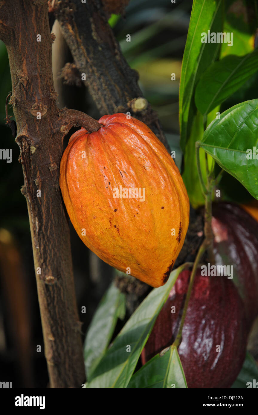 Cacao Fruit Stock Photo 62805522 Alamy