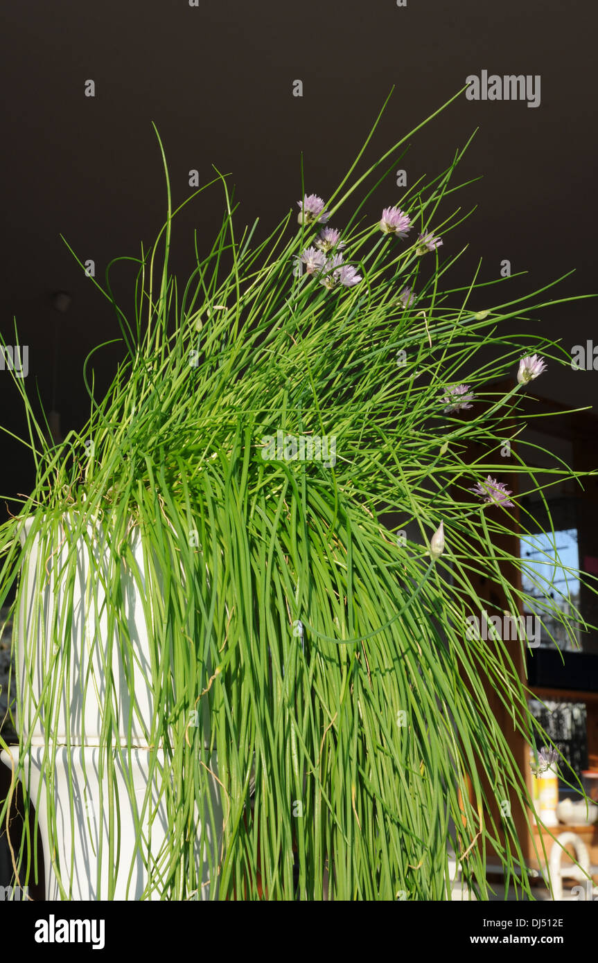 Chives Stock Photo