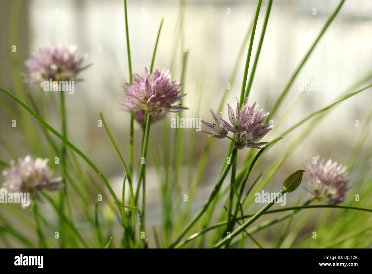 Chives Stock Photo