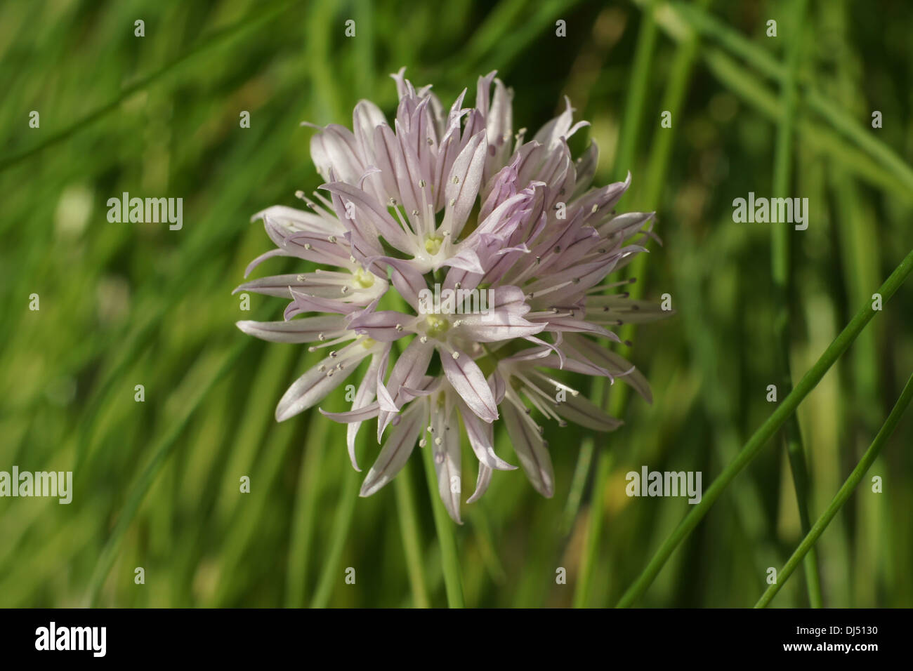 Chives Stock Photo