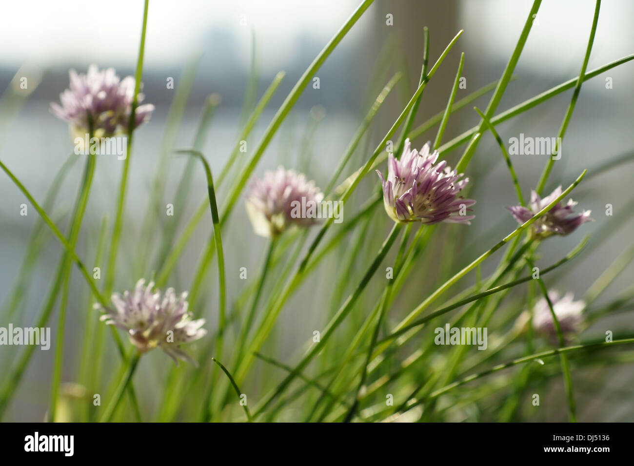 Chives Stock Photo