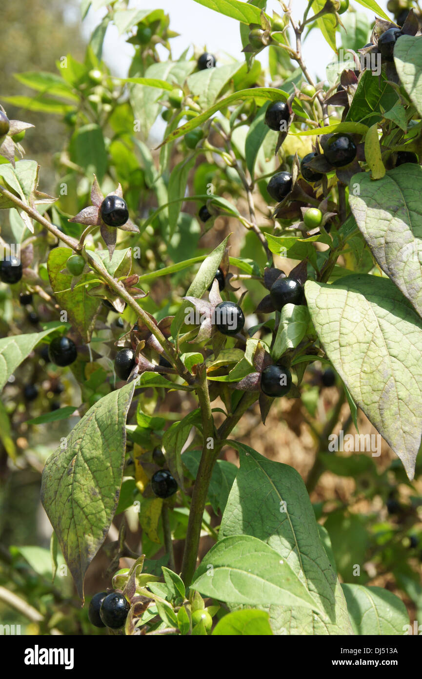 Deadly Nightshade Plant High Resolution Stock Photography and Images Alamy
