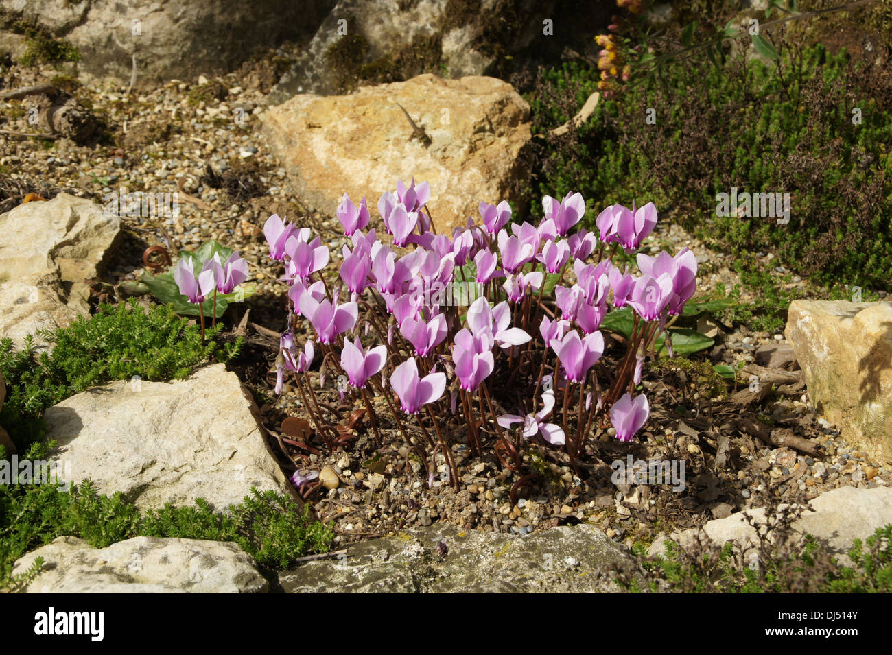 tn white black persian violet