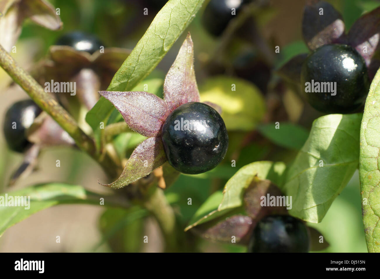 Deadly Nightshade Plant High Resolution Stock Photography and Images