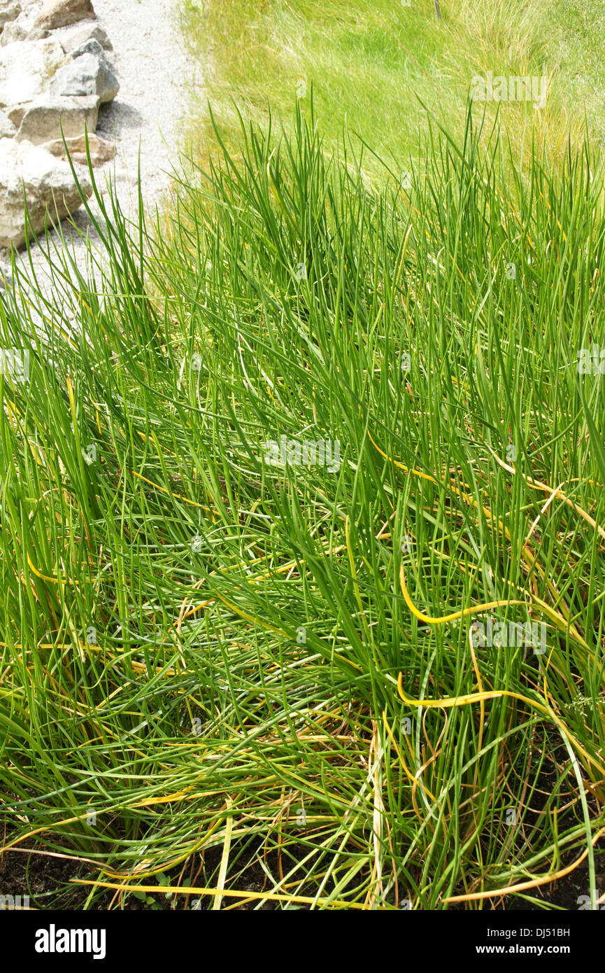 Arrow Grass Stock Photo