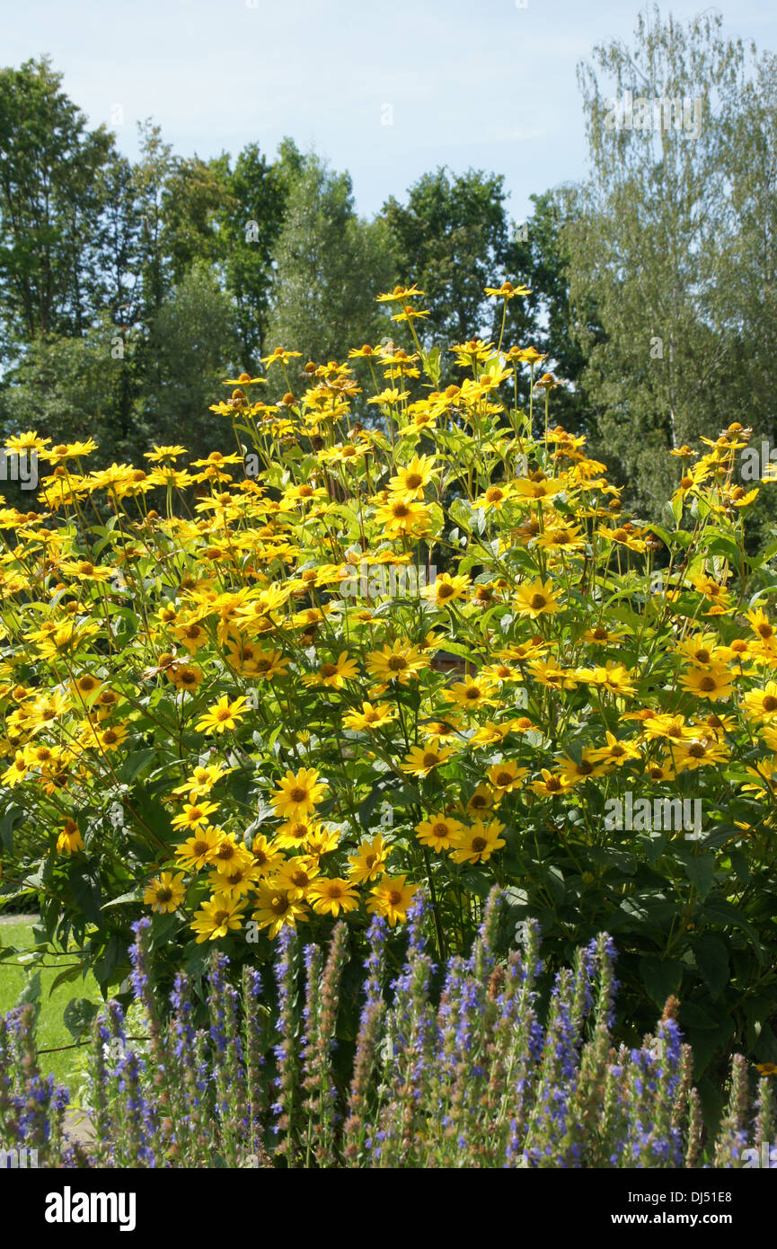 Oxaye Oxeyes hi-res stock photography and images - Alamy