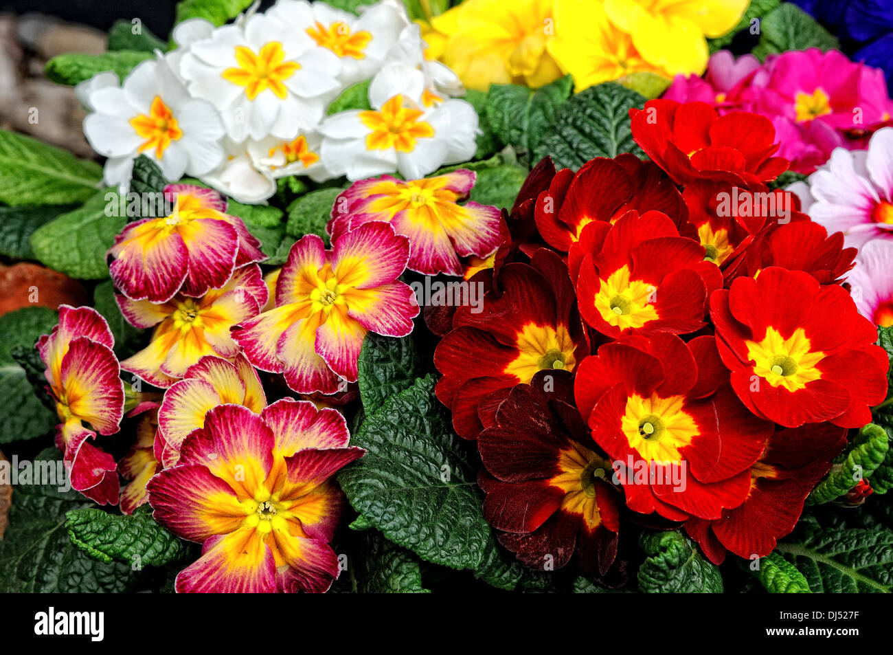 Spring greetings primroses Stock Photo