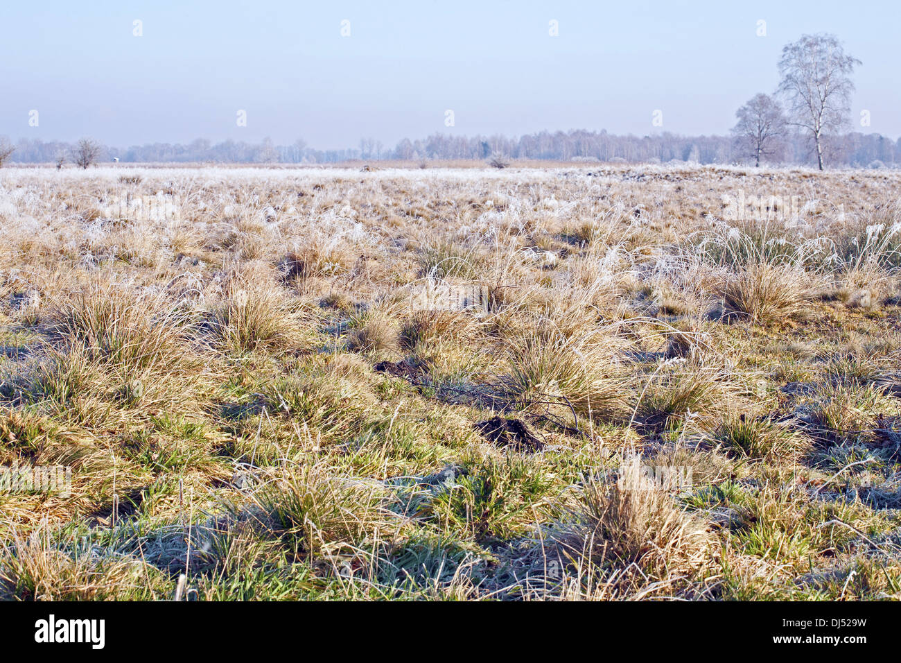 Sedge reed vegetation in Bavaria, Germany Stock Photo