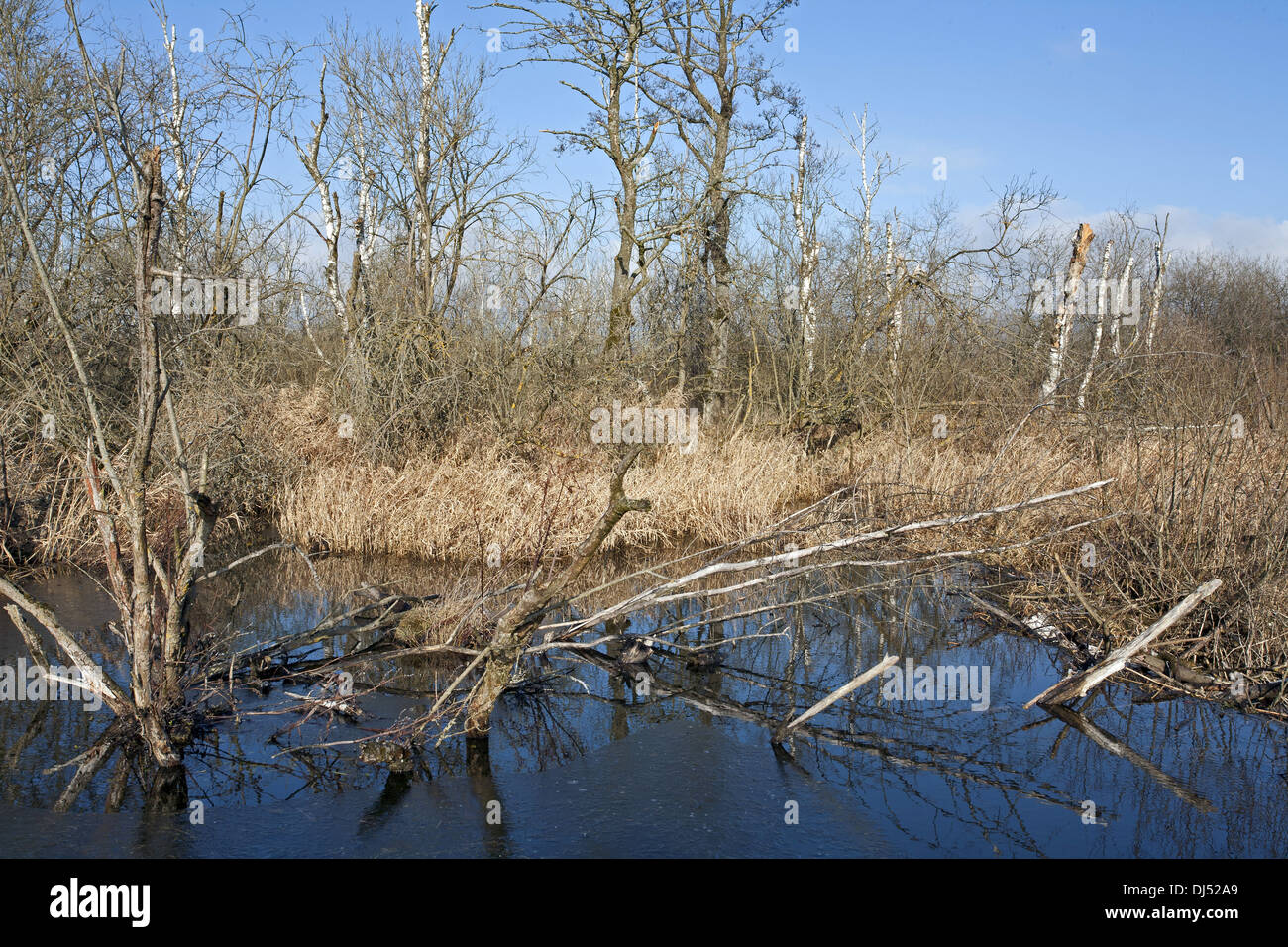 Wet birch forest, carr with betula pubescens Stock Photo