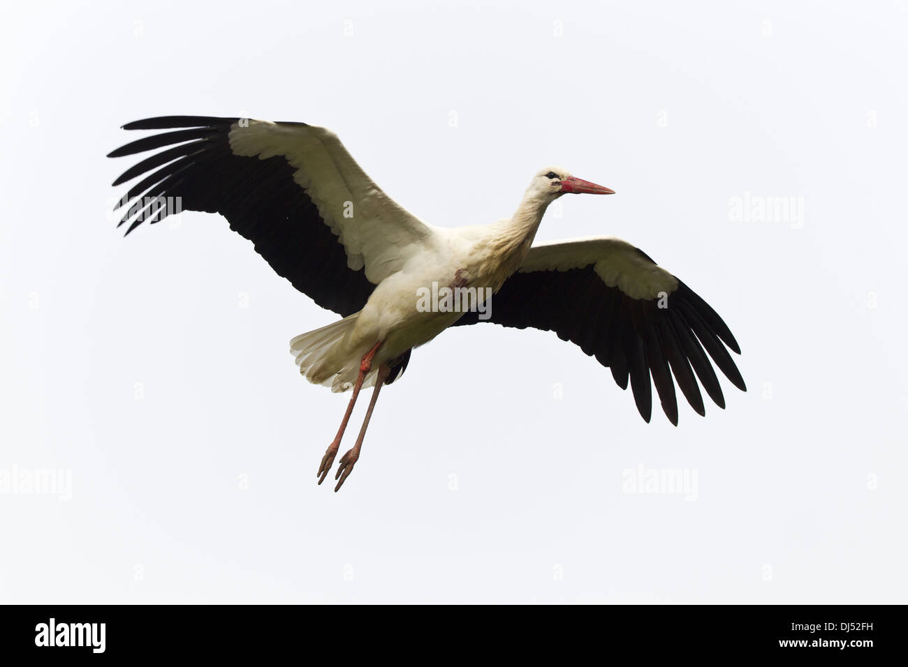 White Stork (Ciconia ciconia) Stock Photo