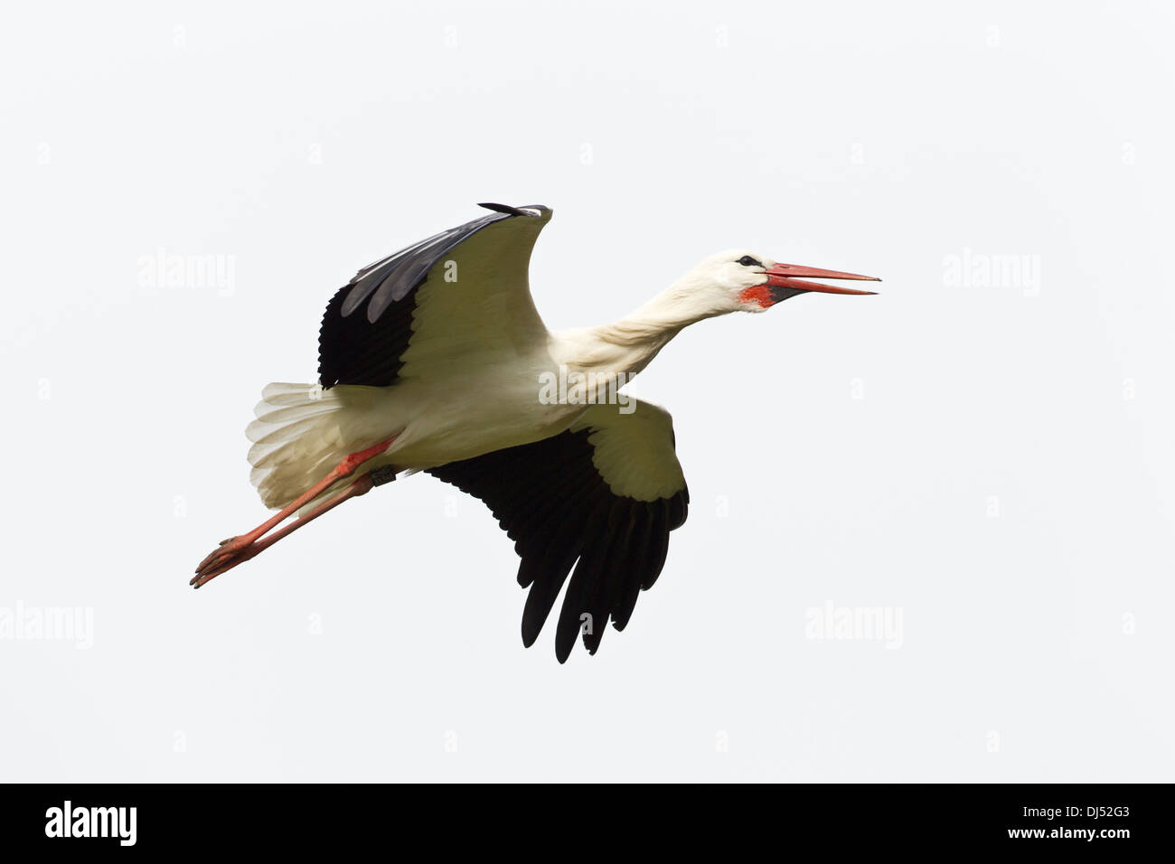 White Stork (Ciconia ciconia) Stock Photo