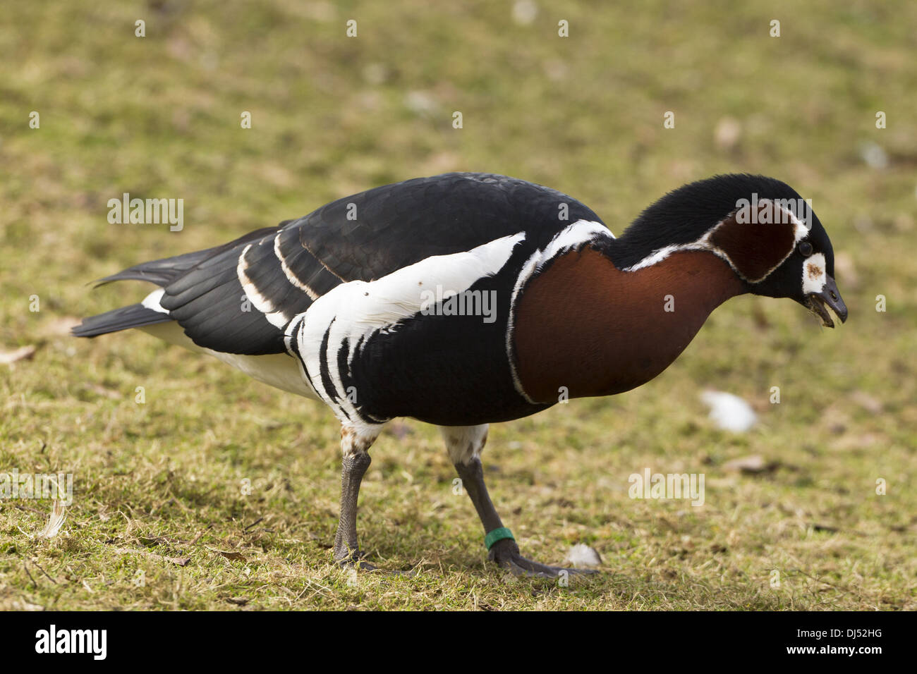 Red-breasted Goose (Branta ruficollis) Stock Photo