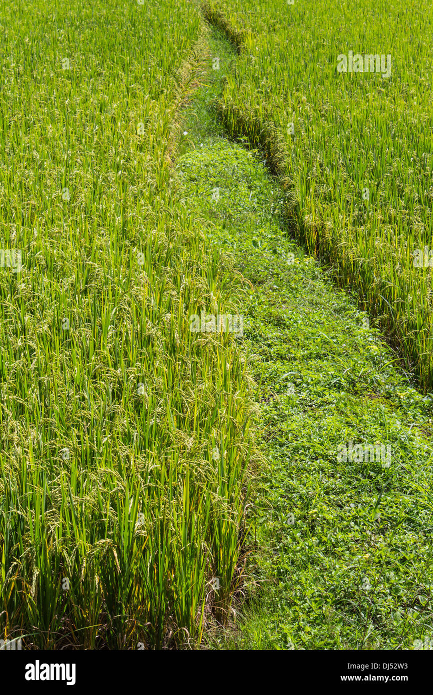 Path Through the Rice Fields Stock Photo