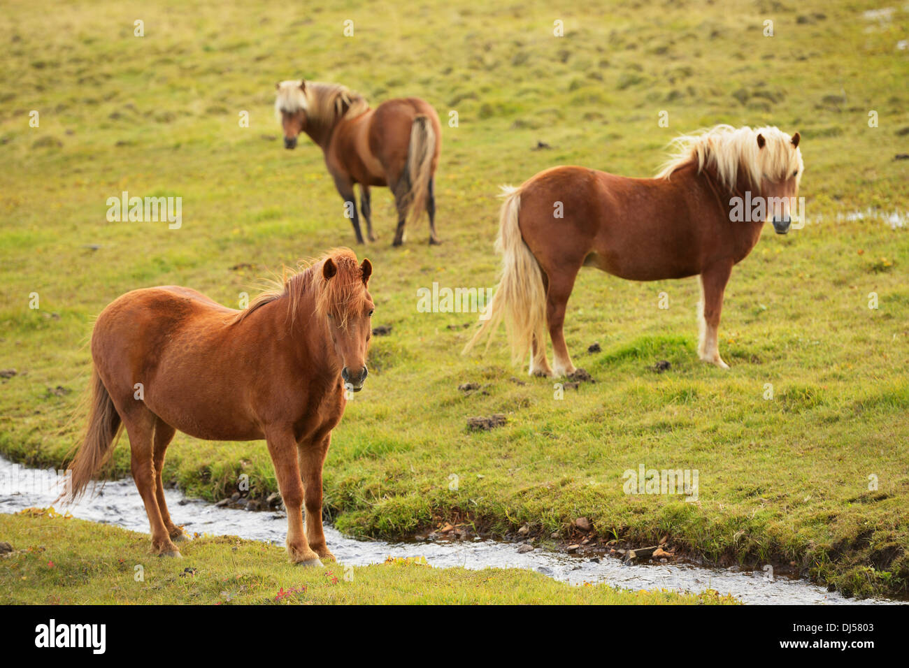 Icelandic Horses Grazing; Vidimyri, Skagafjordur, Iceland Stock Photo
