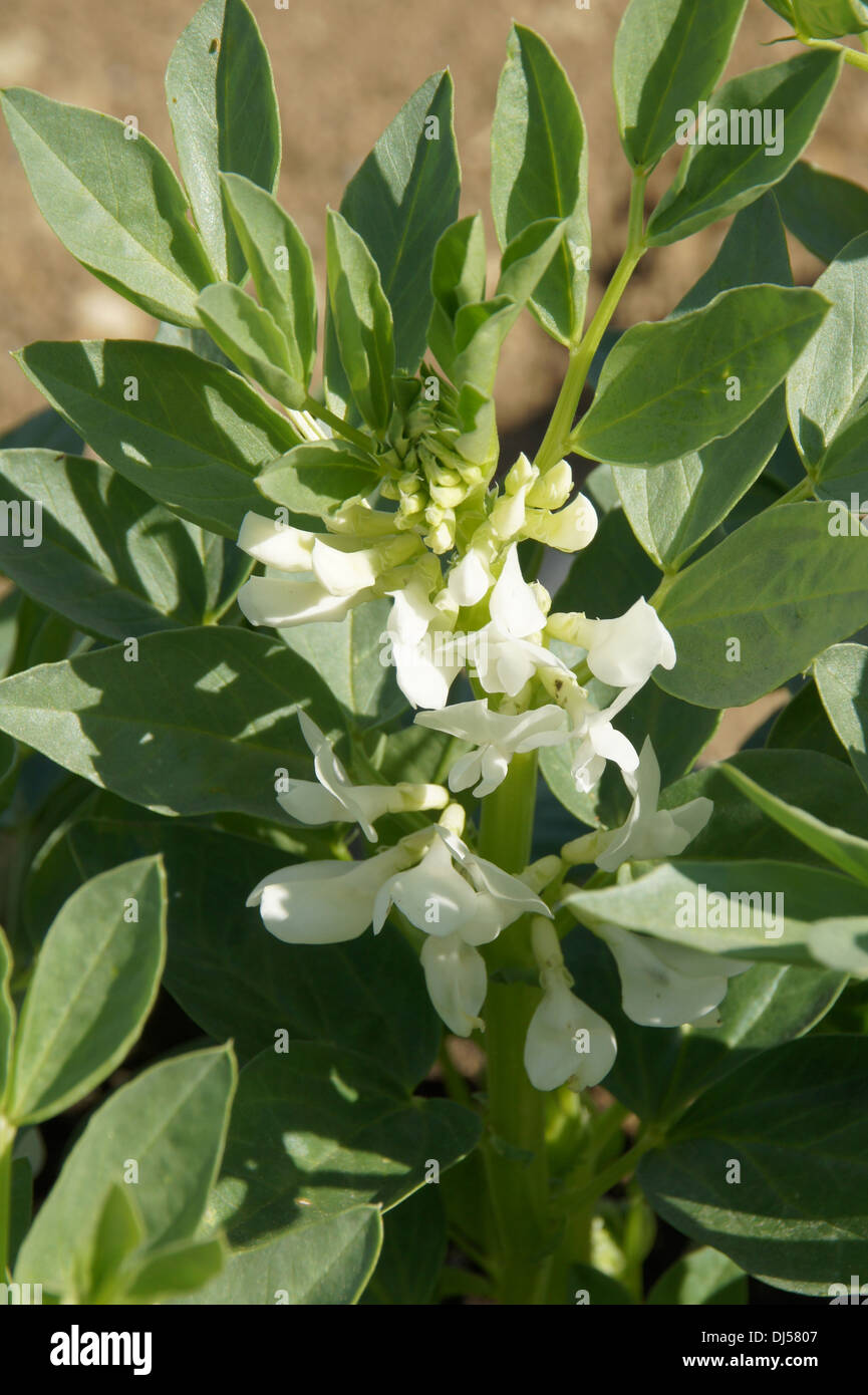 Broad Bean Stock Photo