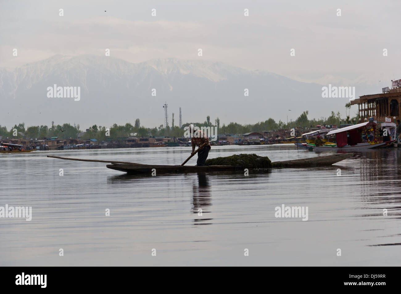 Man removing weeds from bottom of Dal Lake, Srinagar & boat laden with weeds that have been removed, required for health of lake Stock Photo