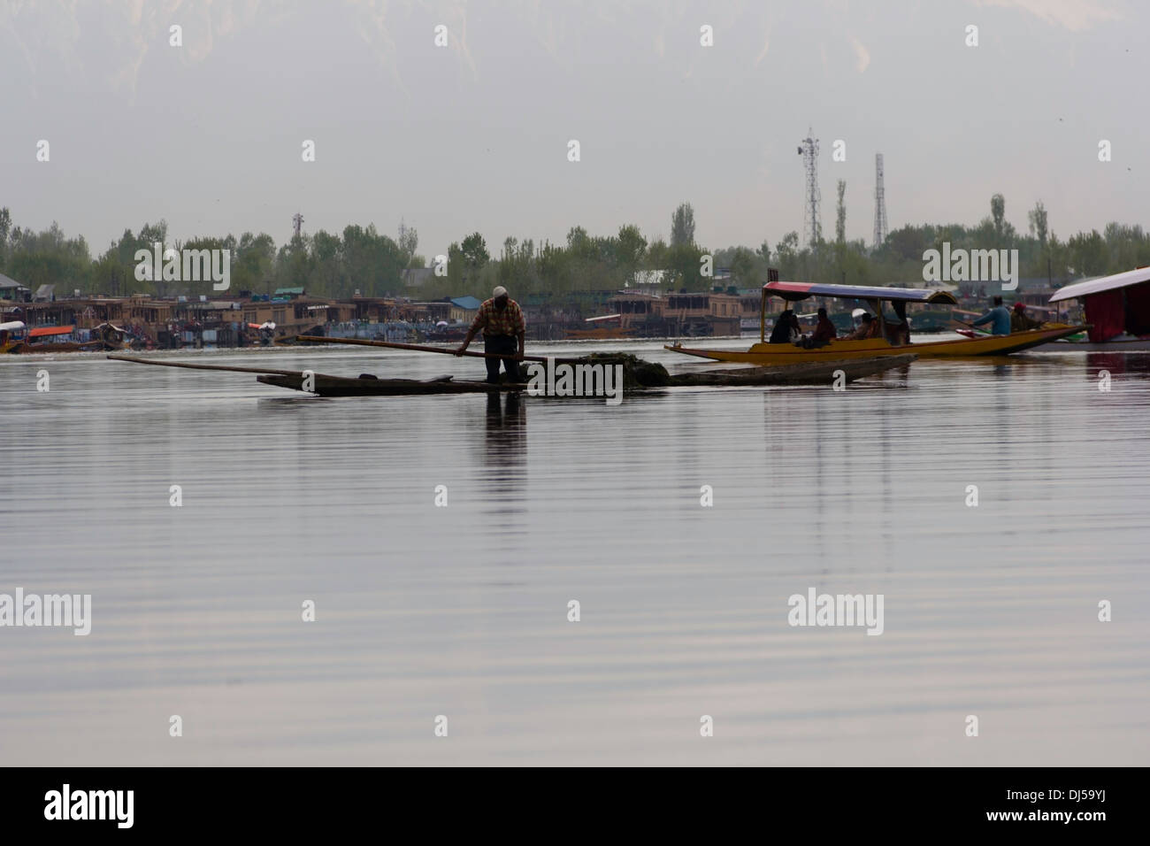 Man removing weeds from bottom of Dal Lake, Srinagar & boat laden with weeds that have been removed, required for health of lake Stock Photo