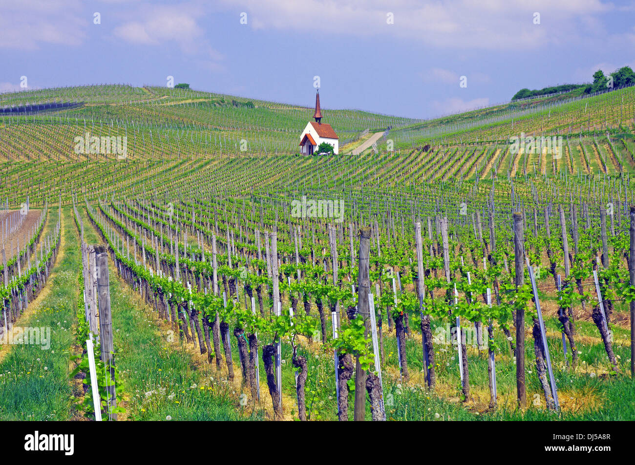 Wine yards near Freiburg Stock Photo