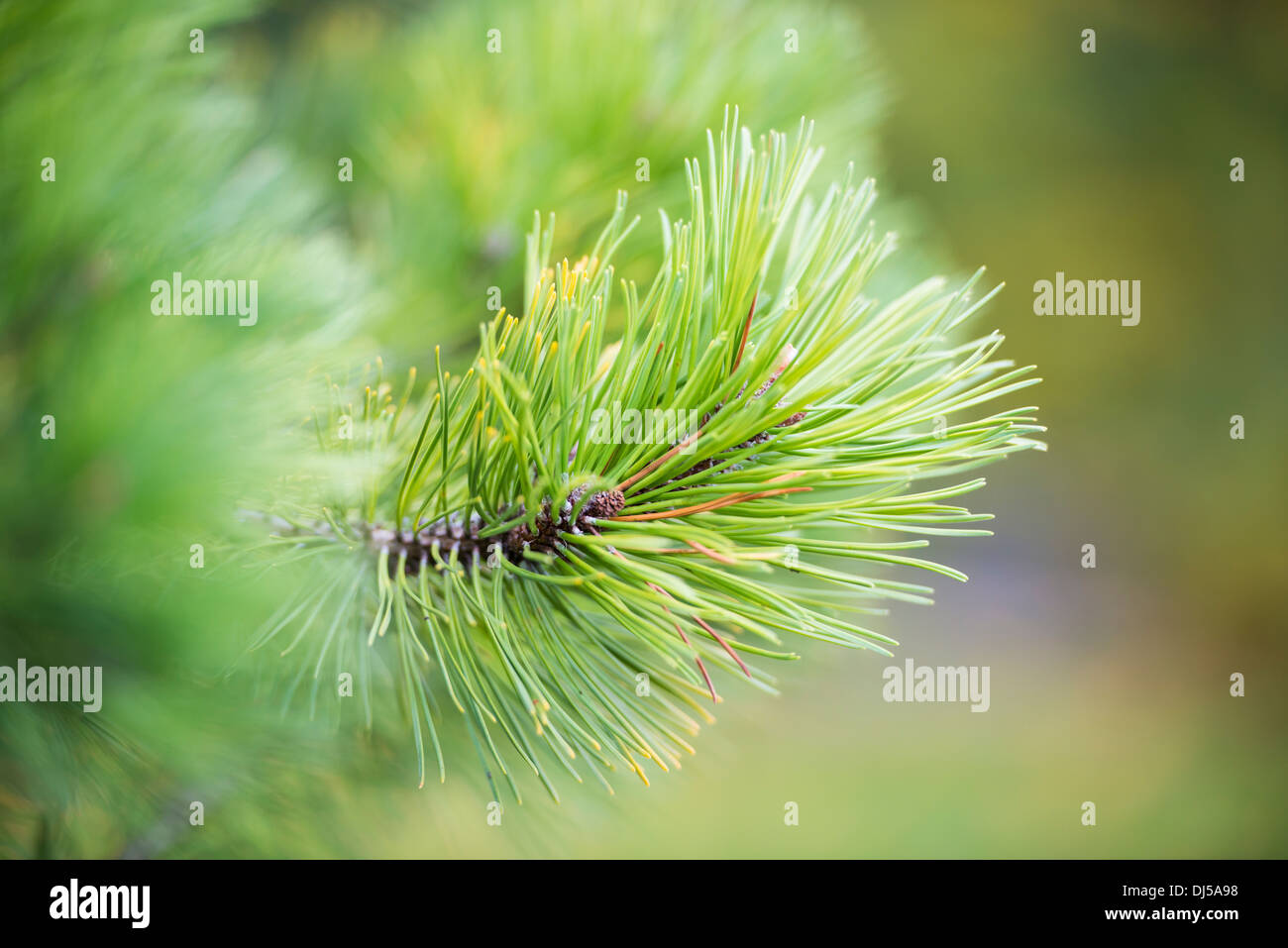 Detail of pine tree in forest, branch with green needles Stock Photo