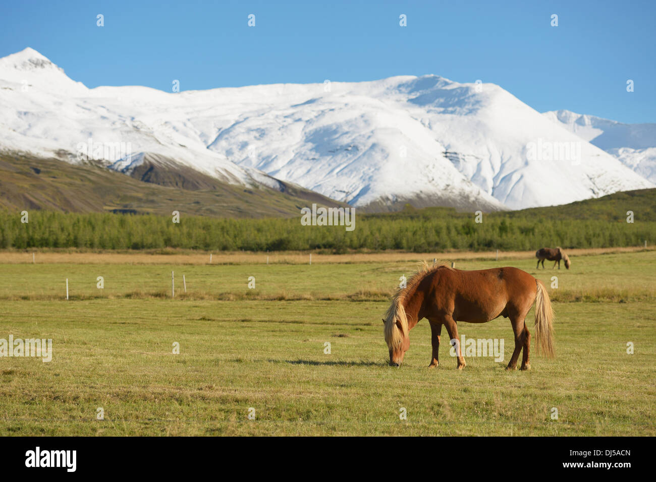 Icelandic Horses; Nordur-Mulasysla, Eastern Fjords, Iceland Stock Photo