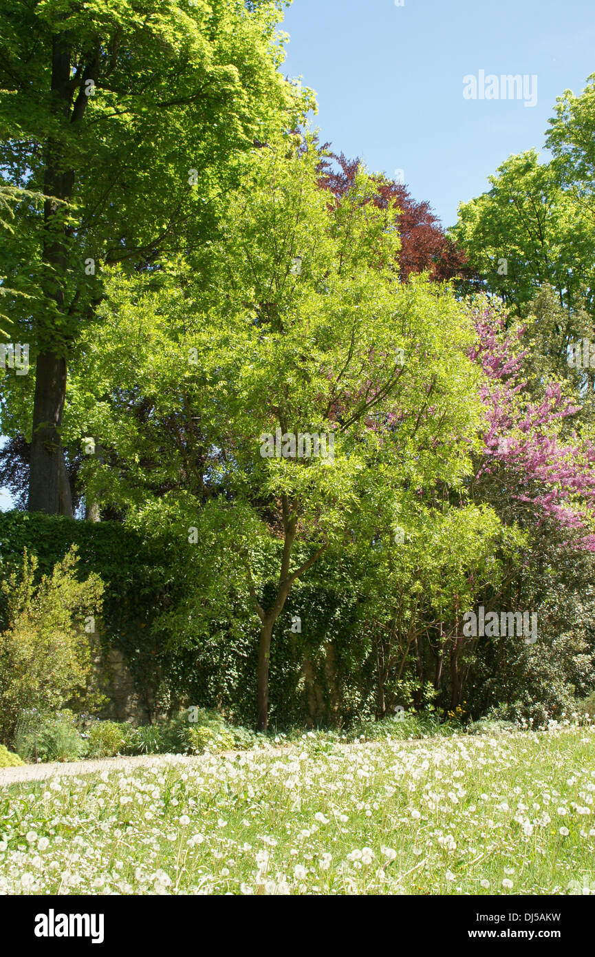 Lebanon oak hi-res stock photography and images - Alamy