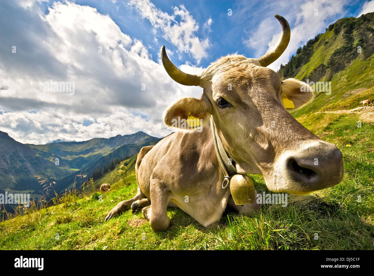 a young cow is on the alpine pastures Stock Photo - Alamy
