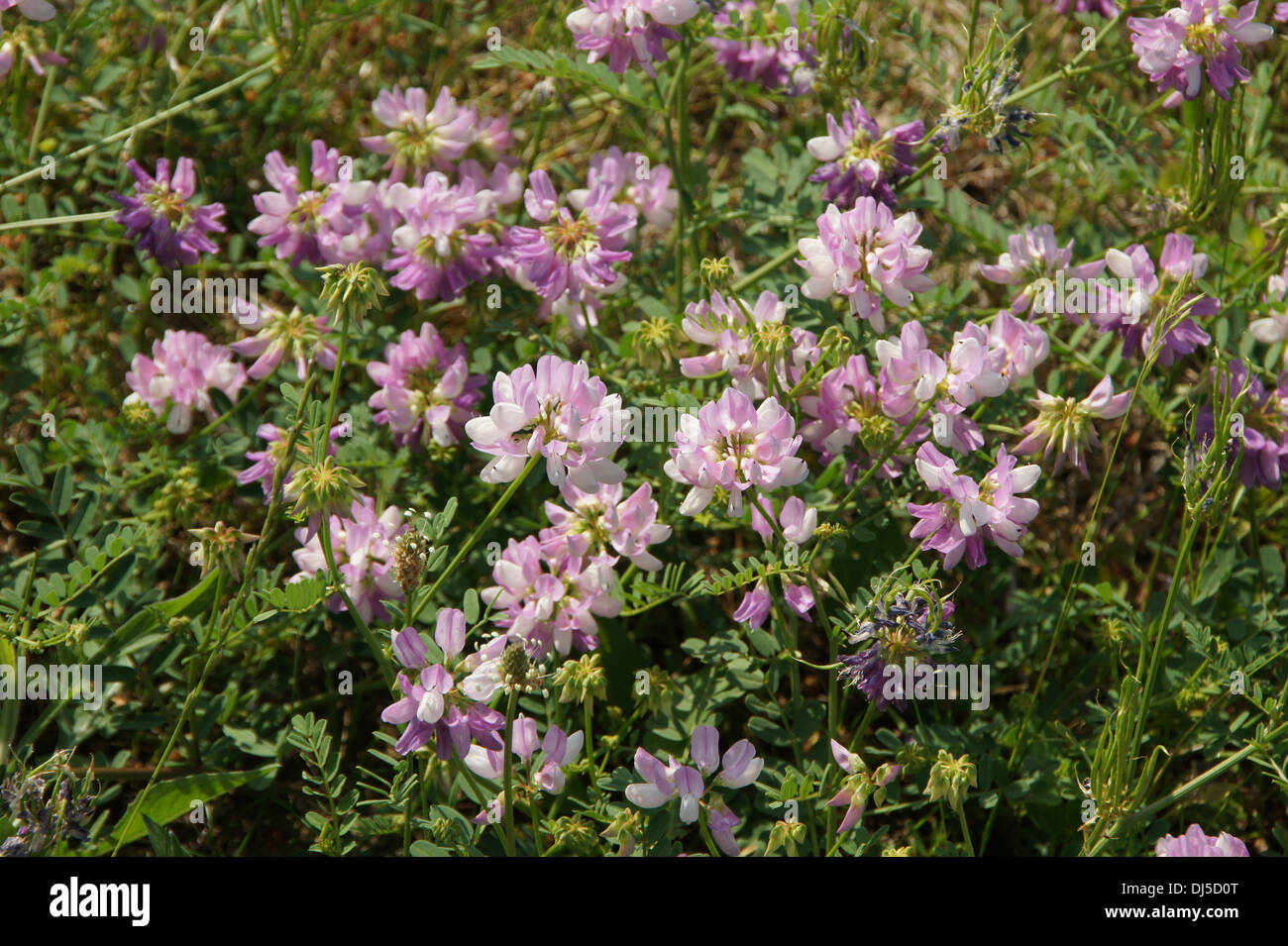Purple Crown Vetch Stock Photo - Alamy