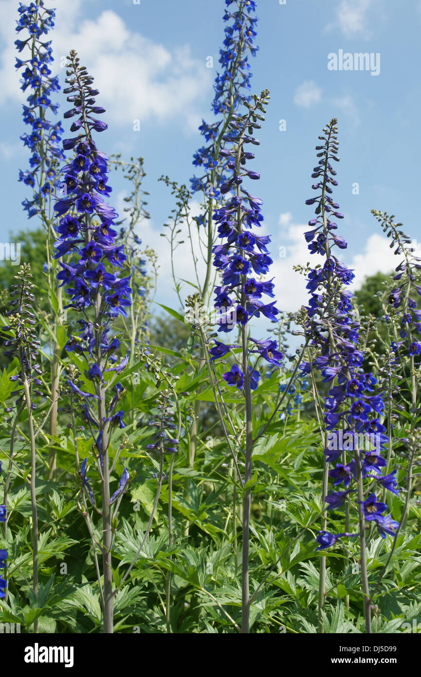 Larkspur Stock Photo Alamy