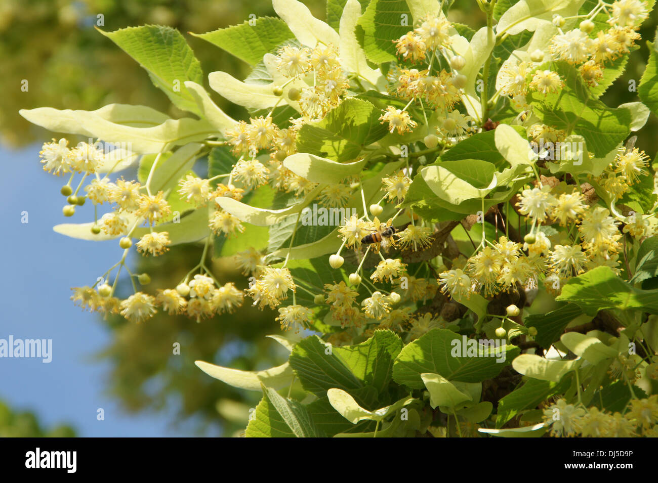 Large-leaved Lime Stock Photo