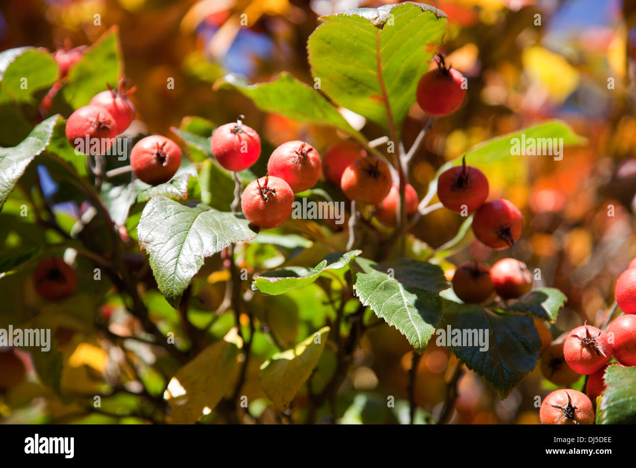 Crabapple tree leaves hi-res stock photography and images - Alamy