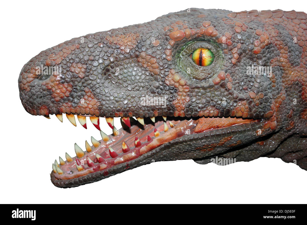 Model head Of A Crocodile-like Diapsid Reptile Ticinosuchus ferox Stock Photo