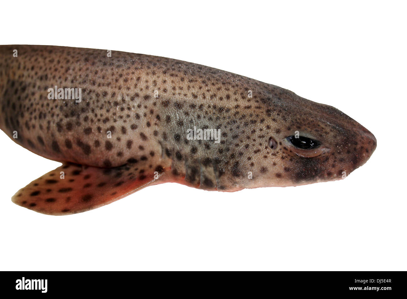 Lesser Spotted Dogfish (a.k.a. Small-spotted Catshark) Scyliorhinus canicula Head In Close-up Stock Photo