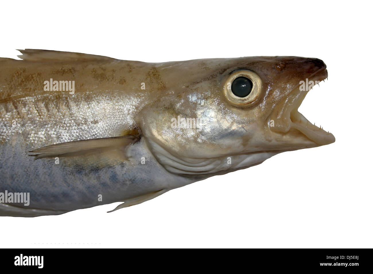 Close-up of The Head Of A Whiting Merlangius merlangus Stock Photo