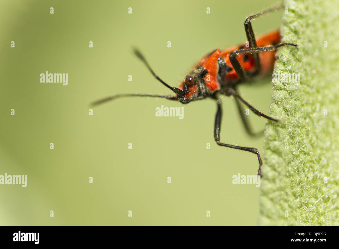 Common fire bug (Pyrrhocoris apterus) Stock Photo