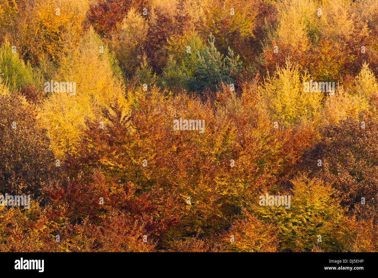 Colorful autumn trees Stock Photo - Alamy